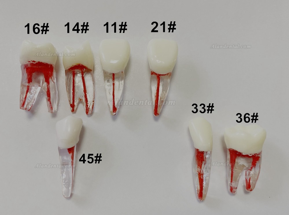 Dental Teeth Model Endo Files Practise Molar Upper Lower Tooth Premolar Root 2/3-Rooted Canal